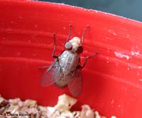 Mosca chiara che si asciuga le ali