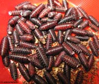 Pupario di mosca