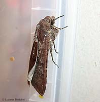 falena Noctua