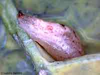 Pupa di dittero Syrpidae