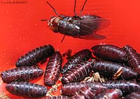 Mosca uscita dal pupario: bozzoletto in cui si forma la mosca