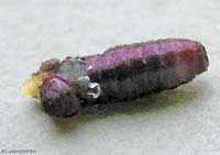 Pupario appena aperto dalla mosca