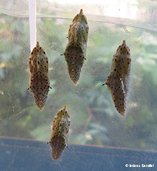 crisalide di Pieris brassicae