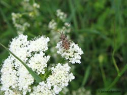 Emittero Centrocoris variegatus su un'ombrellifera