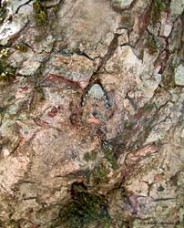 Rhaphigaster nebulosa su tronco di Pino