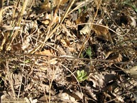 Cavallette brune sulle foglie secche
