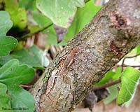 Arachnocephalus vestitus su un ramo
