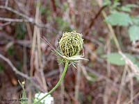Oecanthus pellucens sul fiore di un'ombrellifera