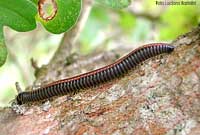 Pachyiulus communis