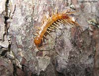 Lithobius forficatus