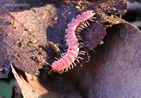 Polydesmus angustus