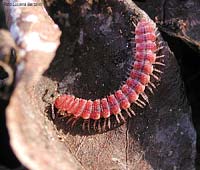 millepiedi Polydesmus angustus