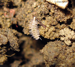 Polyxenus sp