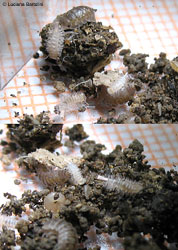 Polyxenus sp