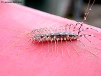 Scutigera coleoptrata