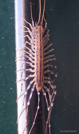 Scutigera coleoptrata