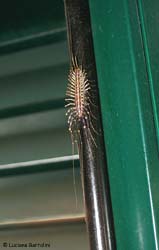 Scutigera coleoptrata