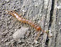 Lithobius forficatus