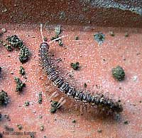 Polydesmus angustus