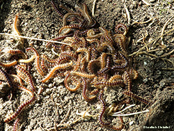 Gruppo di Polydesmus sp.