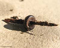 Pachyiulus communis