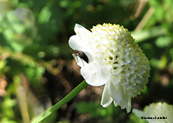 Mordellochroa sp. mordellidae