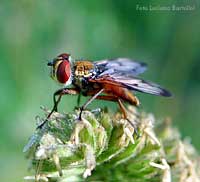 tachinidae