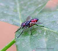 Cylindromyia pilipes un piccolo dittero colorato