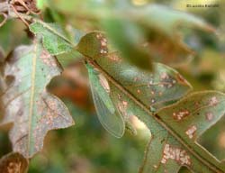 Chrysopidae sp. - pratomagno 1/10/2011