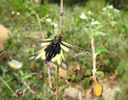 Libelloides coccajus maschio