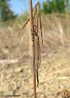 Formicaleone Macronemurus sp.