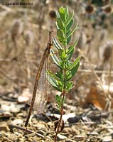 Macronemurus appendiculatus