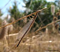 Macronemurus appendiculatus