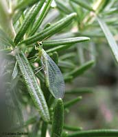 Chrysopa adulta