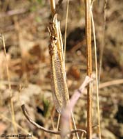 formicaleone - Macronemurus appendiculatus femmina