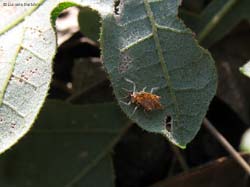 larva famiglia chrysopide che si mimetizza con una foglia secca