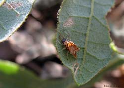 larva di crisopide - pratomagno 1/10/2011