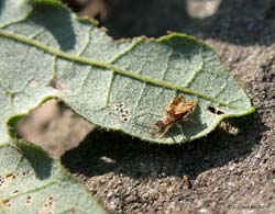 larva di Neurottero crisopide 