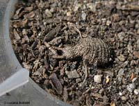 Larva di formicaleone nascosta tra la terra