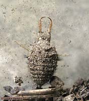 Larva di formicaleone