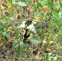 Libelloides coccajus in accoppiamento