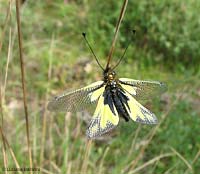 Libelloides coccajus femmina