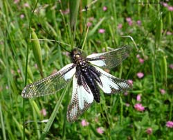 Libelloides coccajus