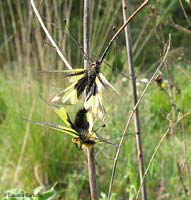 Libelloides coccajus in accoppiamento