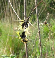 Libelloides coccajus in accoppiamento