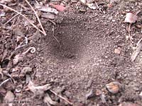 Trappola ad imbuto con al centro la larva in attesa di qualche preda