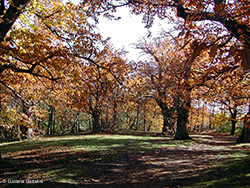 Vecchio castagneto in autunno