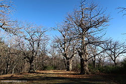 Vecchio castagneto in inverno