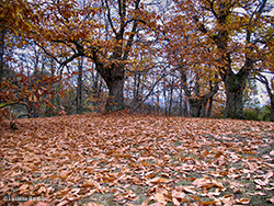 Vecchio castagneto in autunno
