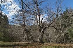 Vecchio castagneto in Aprile